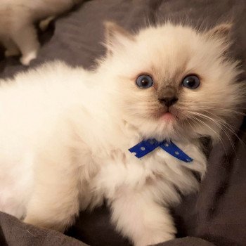 chaton Ragdoll blue mitted Elton Chatterie Ragdoll Fluffy Dolly