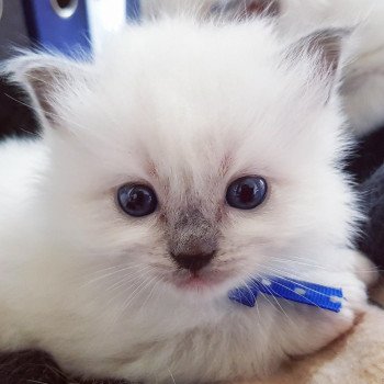 chaton Ragdoll blue mitted Elton Chatterie Ragdoll Fluffy Dolly
