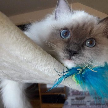 chaton Ragdoll blue mitted Elton Chatterie Ragdoll Fluffy Dolly