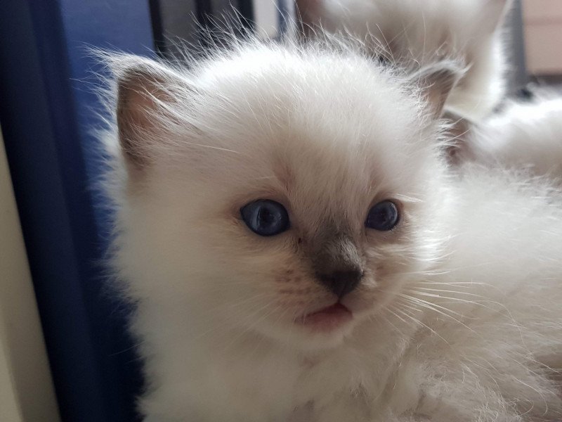 Eustache Pops Fluffy Dolly Mâle Ragdoll