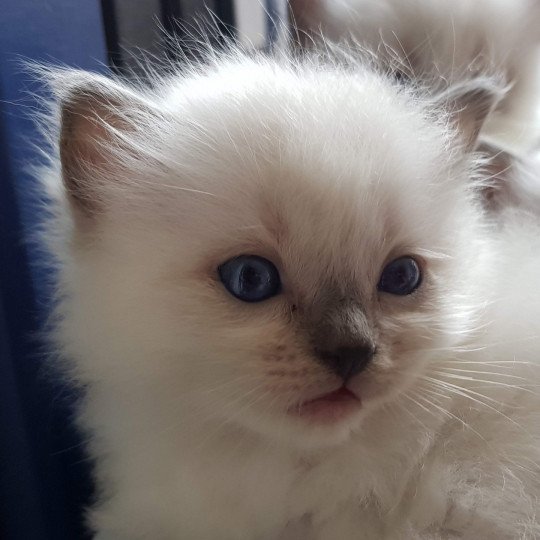 Eustache Pops Fluffy Dolly Mâle Ragdoll