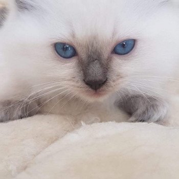 chaton Ragdoll blue Eustache Pops Chatterie Ragdoll Fluffy Dolly