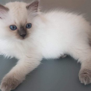 chaton Ragdoll blue Eustache Pops Chatterie Ragdoll Fluffy Dolly