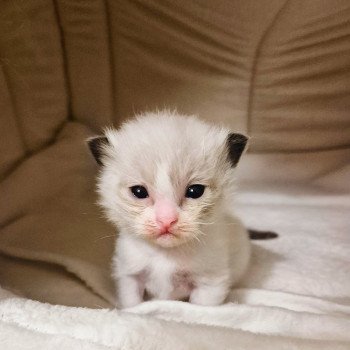 chaton Ragdoll & blanc Haaland Chatterie Ragdoll Fluffy Dolly chaton Ragdoll & blanc Haaland Chatterie Ragdoll Fluffy Dolly