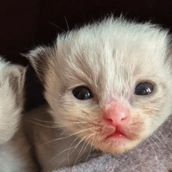 chaton Ragdoll & blanc Haaland Chatterie Ragdoll Fluffy Dolly chaton Ragdoll & blanc Haaland Chatterie Ragdoll Fluffy Dolly
