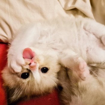 chaton Ragdoll & blanc Haaland Chatterie Ragdoll Fluffy Dolly chaton Ragdoll & blanc Haaland Chatterie Ragdoll Fluffy Dolly