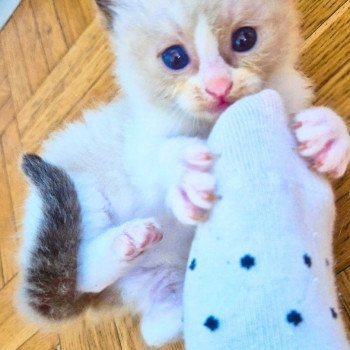 chaton Ragdoll & blanc Haaland Chatterie Ragdoll Fluffy Dolly chaton Ragdoll & blanc Haaland Chatterie Ragdoll Fluffy Dolly