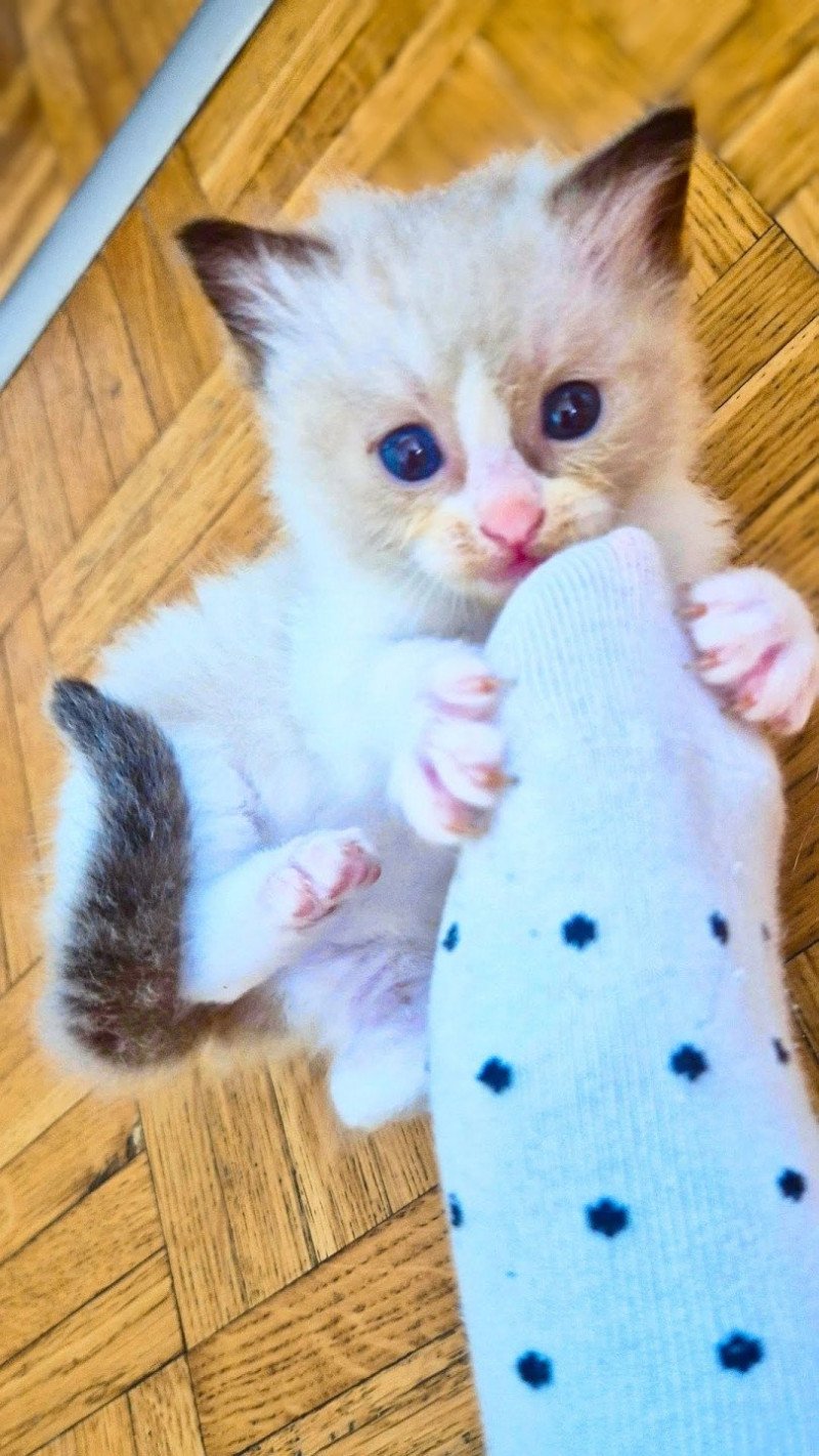 Haaland Fluffy Dolly Mâle Ragdoll