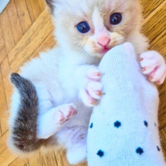Haaland Fluffy Dolly Mâle Ragdoll