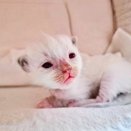 Hermione Fluffy Dolly Femelle Ragdoll