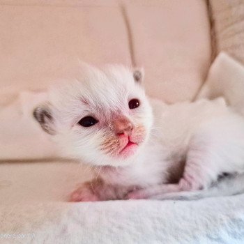 chaton Ragdoll lilac Hermione Chatterie Ragdoll Fluffy Dolly chaton Ragdoll lilac Hermione Chatterie Ragdoll Fluffy Dolly