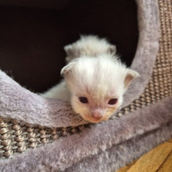 chaton Ragdoll lilac Hermione Chatterie Ragdoll Fluffy Dolly chaton Ragdoll lilac Hermione Chatterie Ragdoll Fluffy Dolly