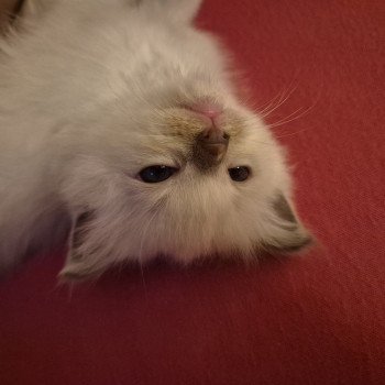 chaton Ragdoll lilac Hermione Chatterie Ragdoll Fluffy Dolly chaton Ragdoll lilac Hermione Chatterie Ragdoll Fluffy Dolly