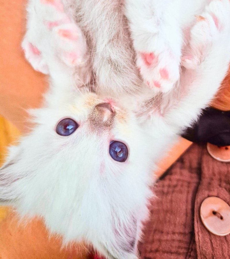Hermione Fluffy Dolly Femelle Ragdoll