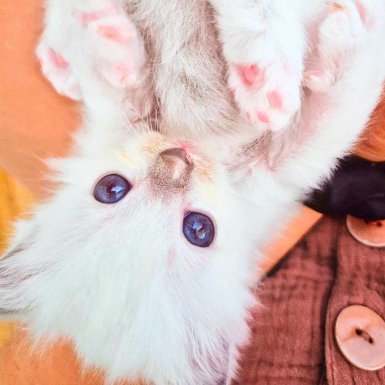 Hermione Fluffy Dolly Femelle Ragdoll