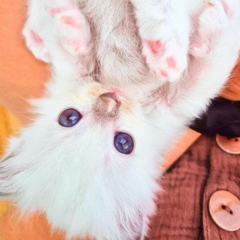 chaton Ragdoll lilac Hermione Chatterie Ragdoll Fluffy Dolly chaton Ragdoll lilac Hermione Chatterie Ragdoll Fluffy Dolly