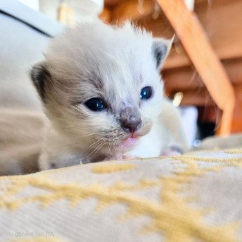 chaton Ragdoll Hulk Chatterie Ragdoll Fluffy Dolly chaton Ragdoll Hulk Chatterie Ragdoll Fluffy Dolly