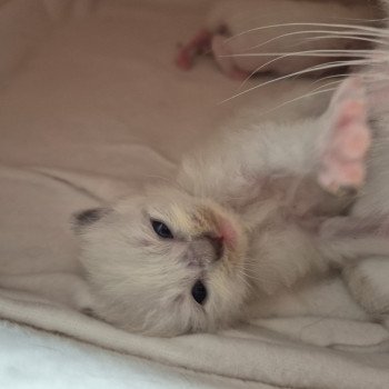 chaton Ragdoll blue mitted Hulk Chatterie Ragdoll Fluffy Dolly chaton Ragdoll blue mitted Hulk Chatterie Ragdoll Fluffy Dolly