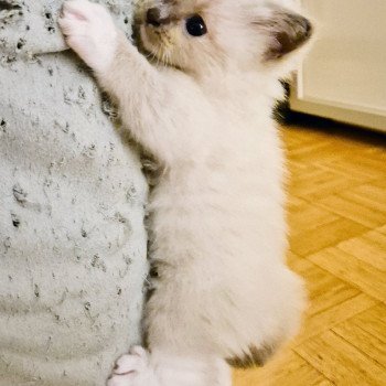 chaton Ragdoll blue mitted Hulk Chatterie Ragdoll Fluffy Dolly chaton Ragdoll blue mitted Hulk Chatterie Ragdoll Fluffy Dolly