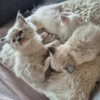 chaton Ragdoll blue mitted Hulk Chatterie Ragdoll Fluffy Dolly chaton Ragdoll blue mitted Hulk Chatterie Ragdoll Fluffy Dolly