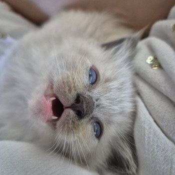 chaton Ragdoll blue mitted Hulk Chatterie Ragdoll Fluffy Dolly chaton Ragdoll blue mitted Hulk Chatterie Ragdoll Fluffy Dolly
