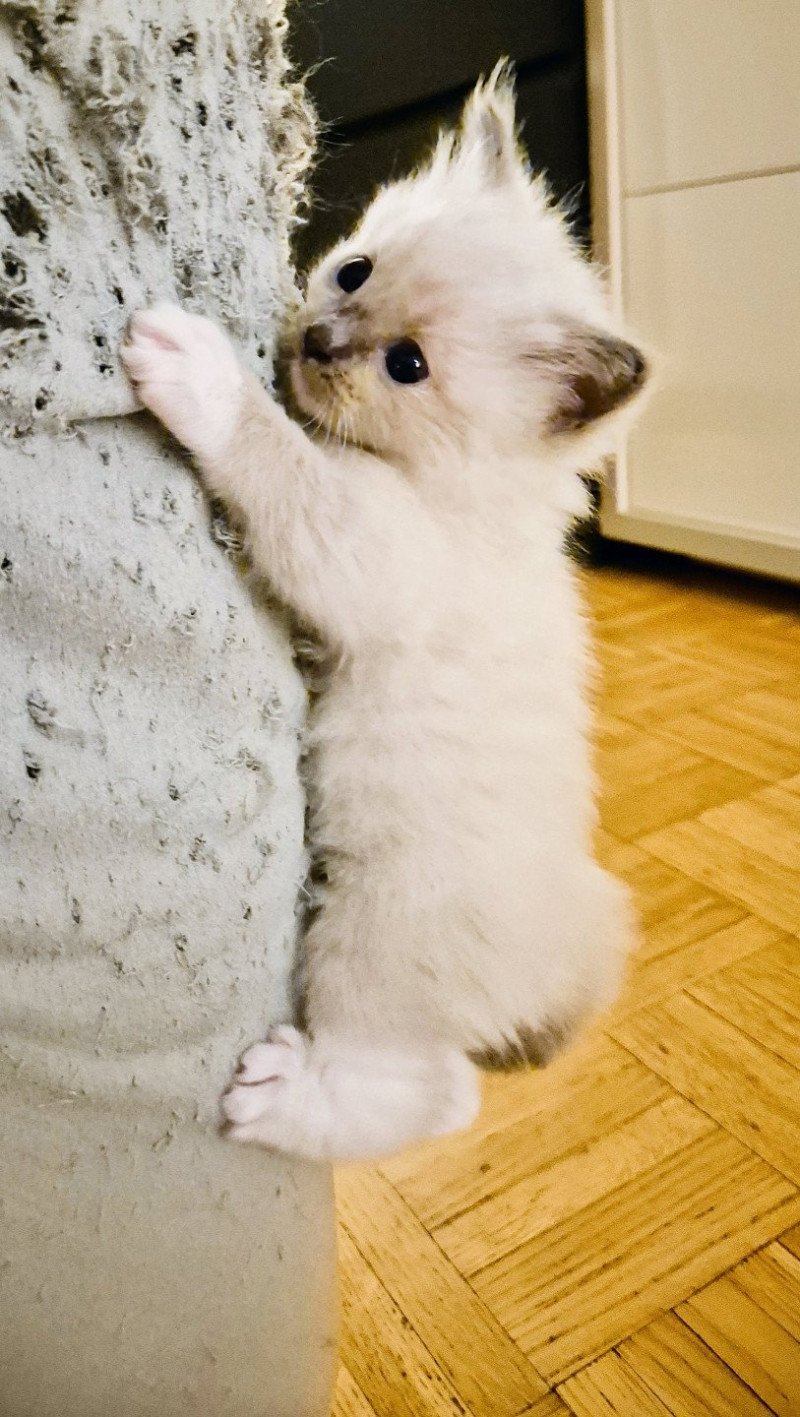 Hulk Fluffy Dolly Mâle Ragdoll