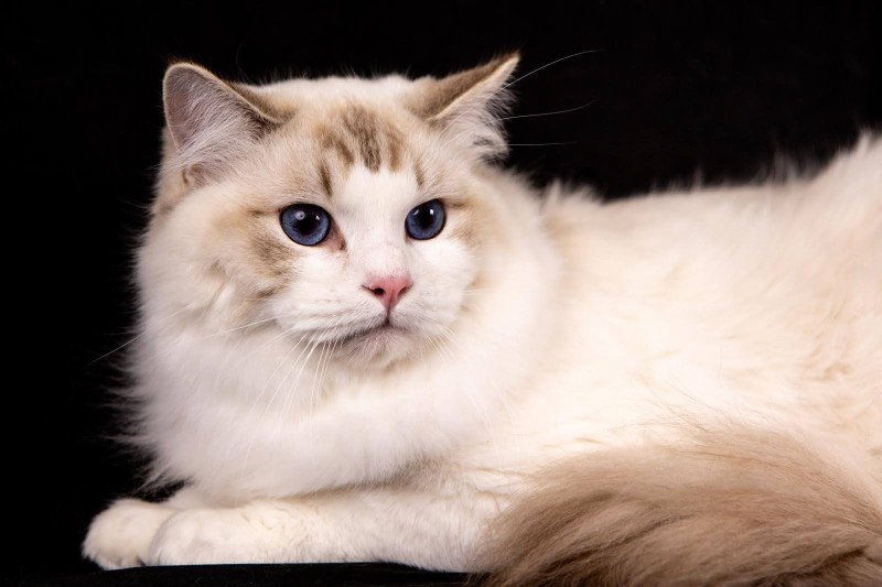 Wonka des Arênes Mâle Ragdoll Wonka des Arênes Mâle Ragdoll