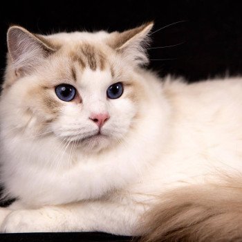 chat Ragdoll chocolate tabby point & blanc Wonka Chatterie Ragdoll Fluffy Dolly chat Ragdoll chocolate tabby point & blanc Wonka Chatterie Ragdoll Fluffy Dolly