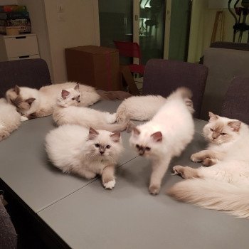 Kitten Ragdoll Baccara Chamallow Rose ❤ Tyrone 2018 Chatterie Ragdoll Fluffy Dolly