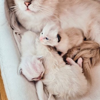 Chaton Ragdoll Chatterie Ragdoll Fluffy Dolly Chaton Ragdoll Chatterie Ragdoll Fluffy Dolly