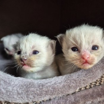 Chaton Ragdoll Chatterie Ragdoll Fluffy Dolly Chaton Ragdoll Chatterie Ragdoll Fluffy Dolly