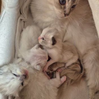 Chaton Ragdoll Chatterie Ragdoll Fluffy Dolly Chaton Ragdoll Chatterie Ragdoll Fluffy Dolly
