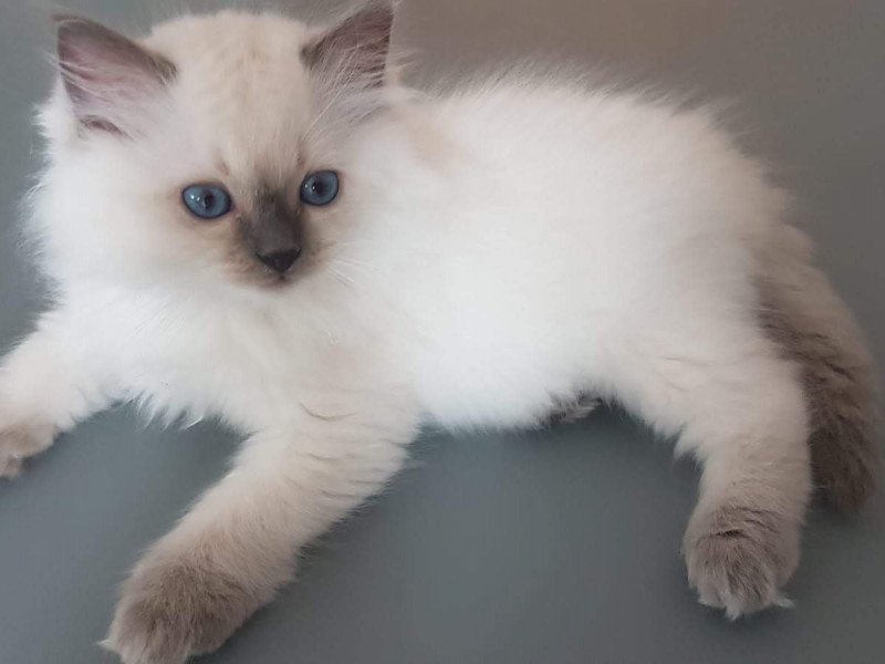 Fluffy Dolly Elevage Familial De Chat Ragdoll En Suisse